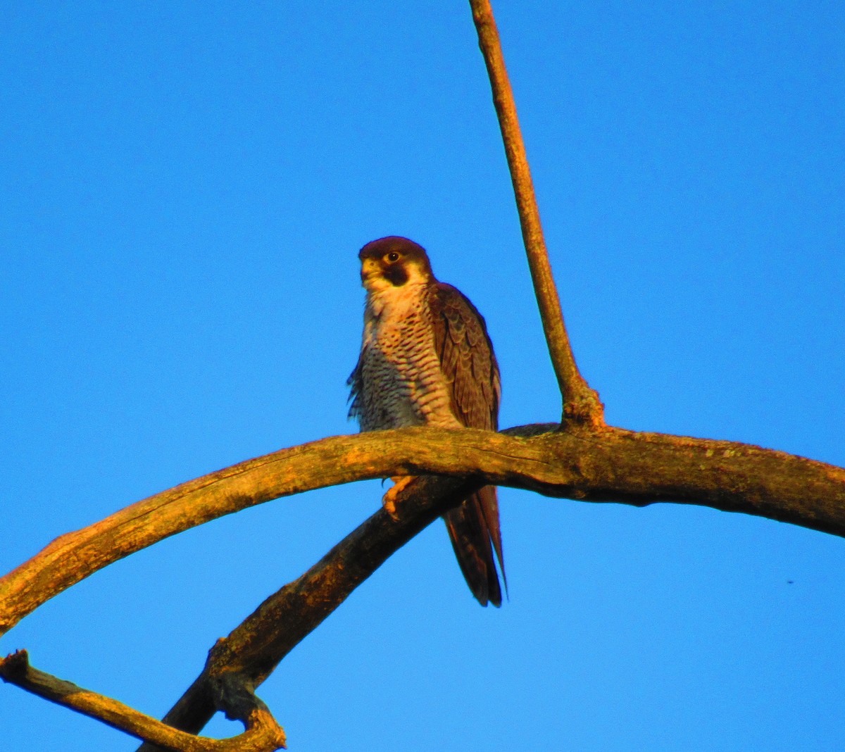 Peregrine Falcon - ML621917636
