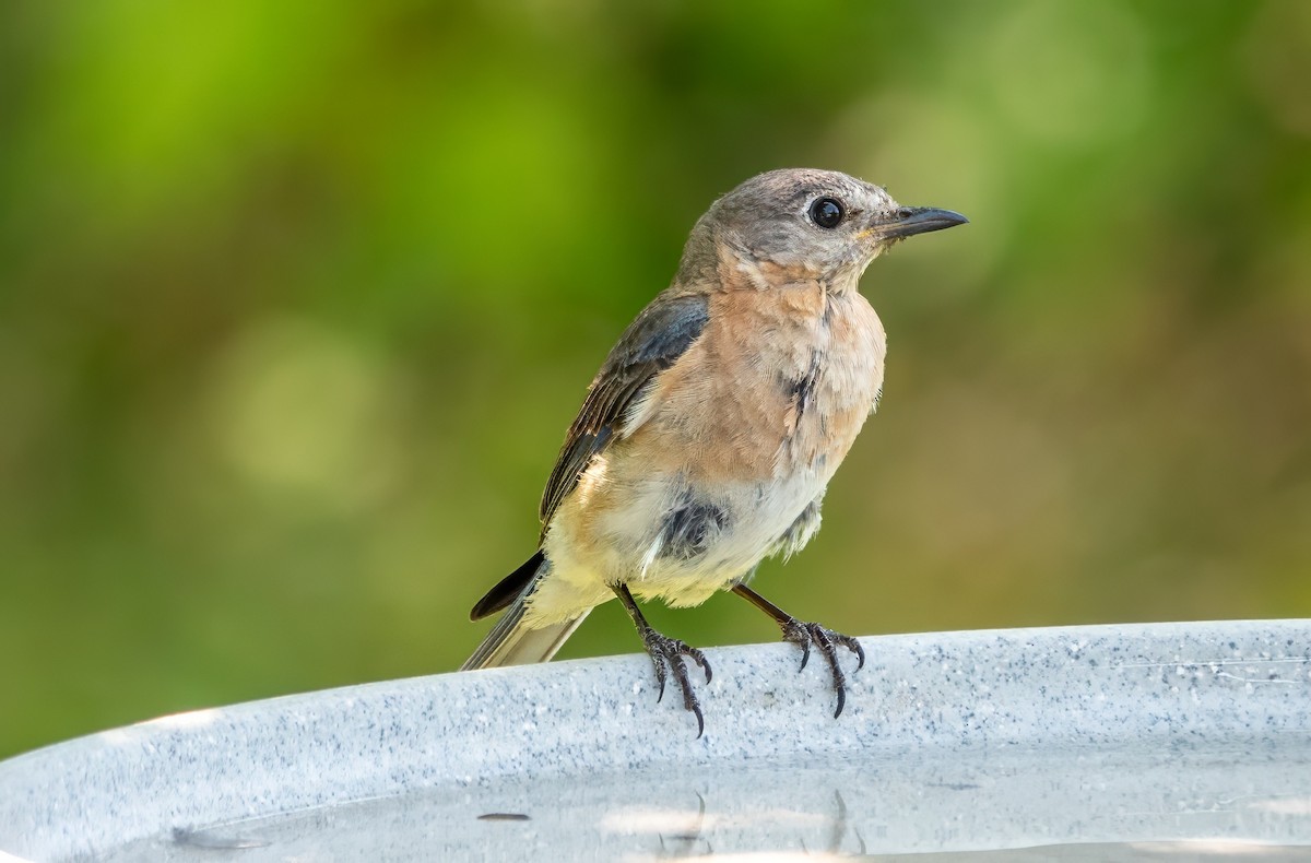 Eastern Bluebird - ML621917637