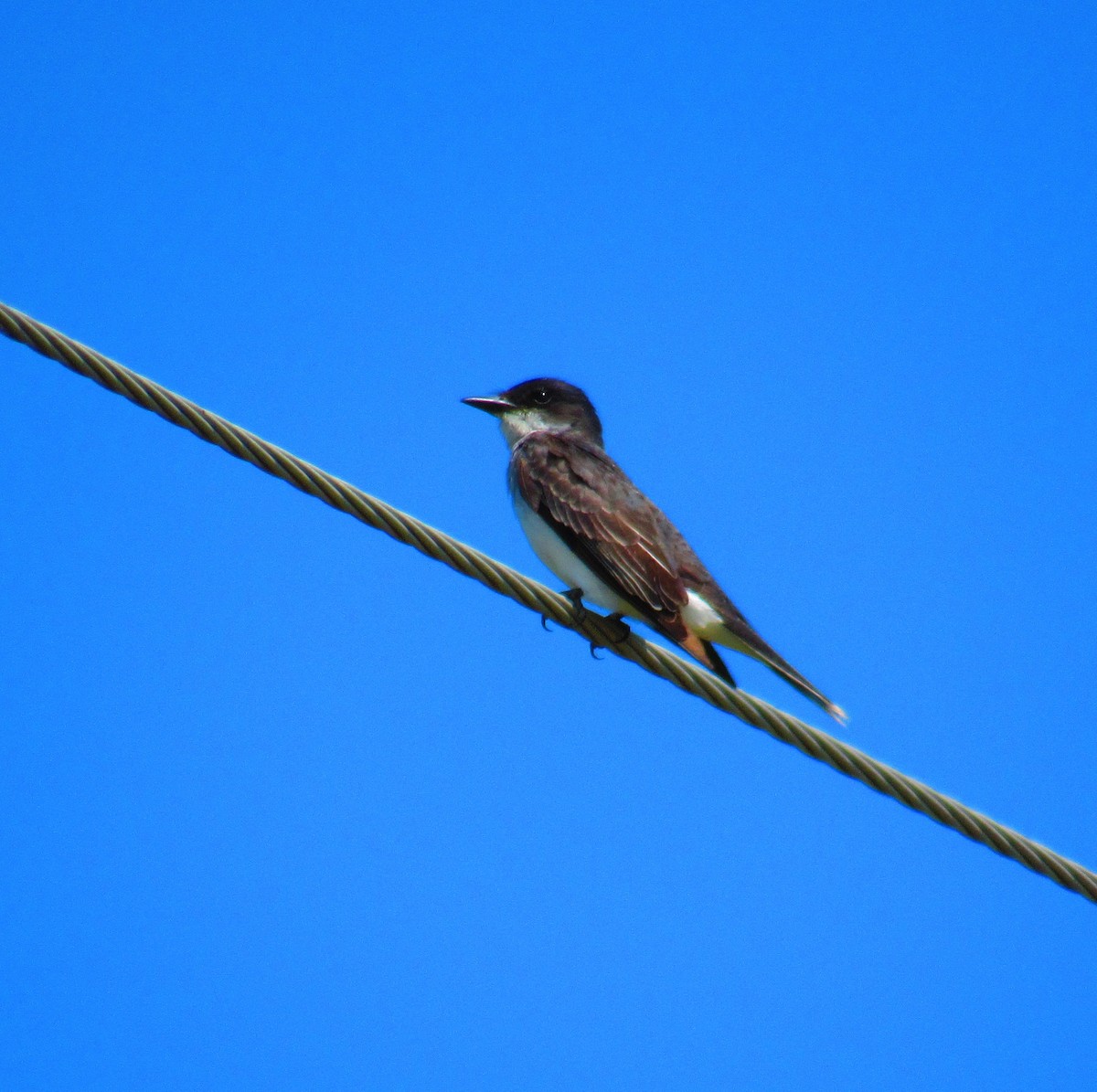 Eastern Kingbird - ML621917638