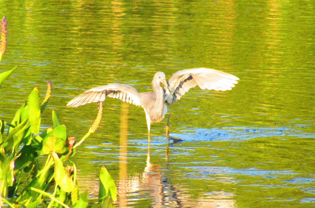 Tricolored Heron - ML621917727