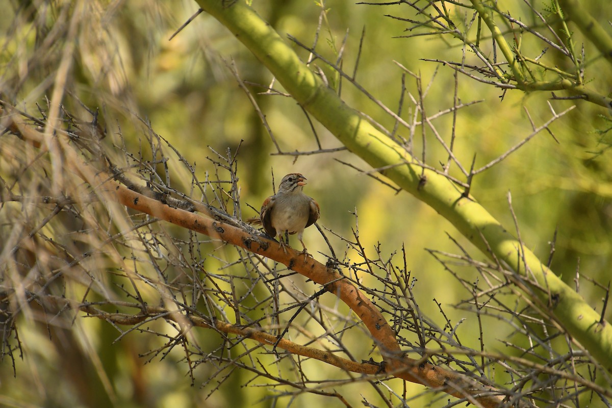 Rufous-winged Sparrow - ML621917739