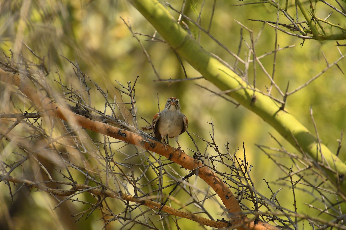 Rufous-winged Sparrow - ML621917740