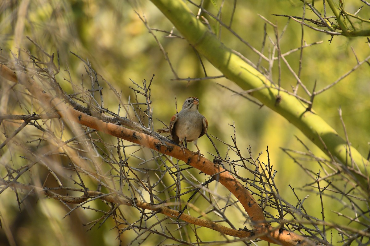 Rufous-winged Sparrow - Team Sidhu-White