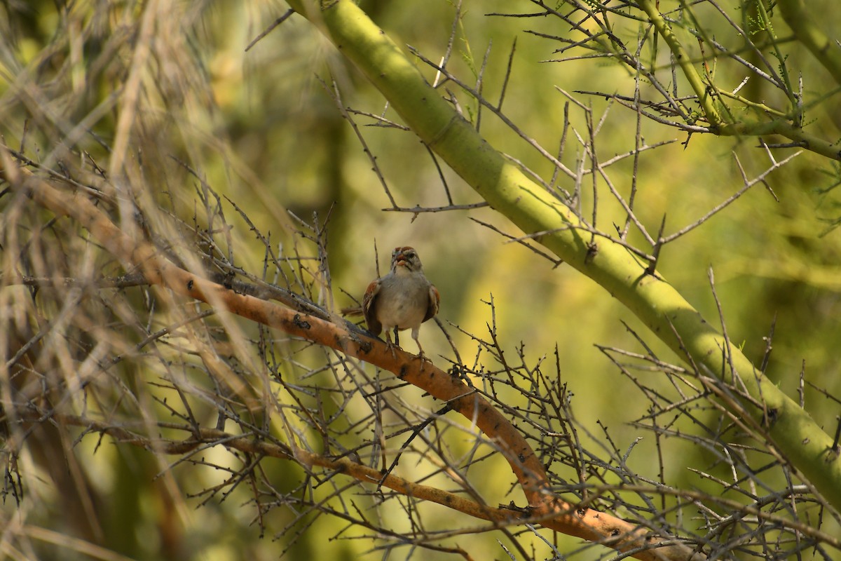 Rufous-winged Sparrow - ML621917745