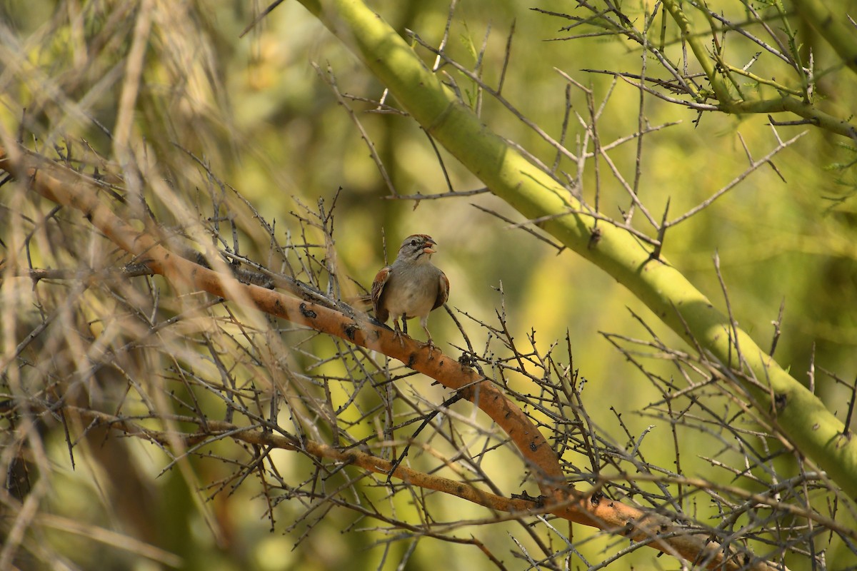 Rufous-winged Sparrow - ML621917748