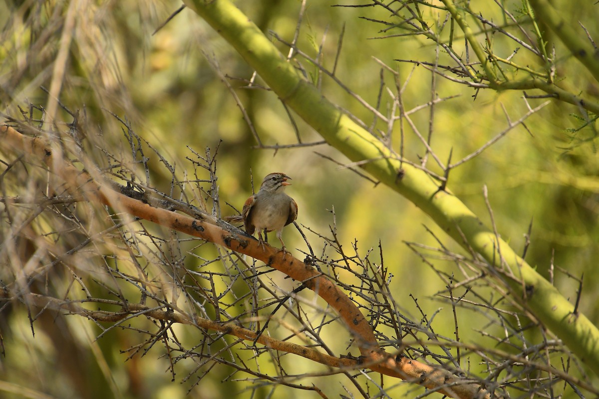 Rufous-winged Sparrow - ML621917749