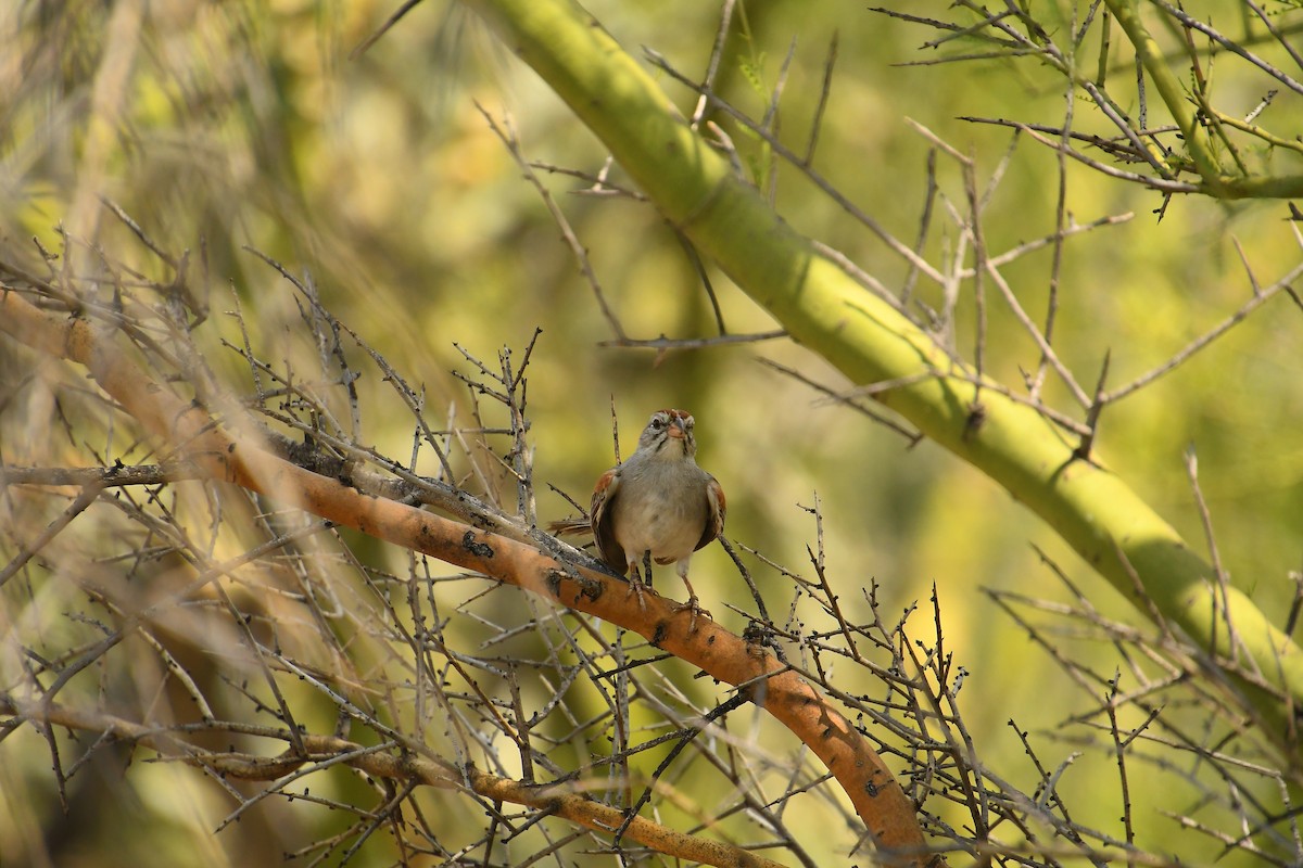 Rufous-winged Sparrow - ML621917750