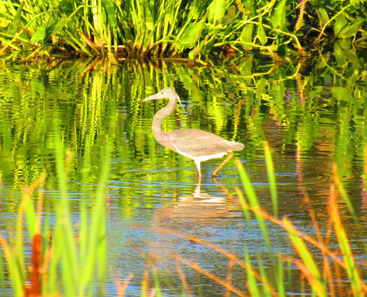 Tricolored Heron - ML621917759