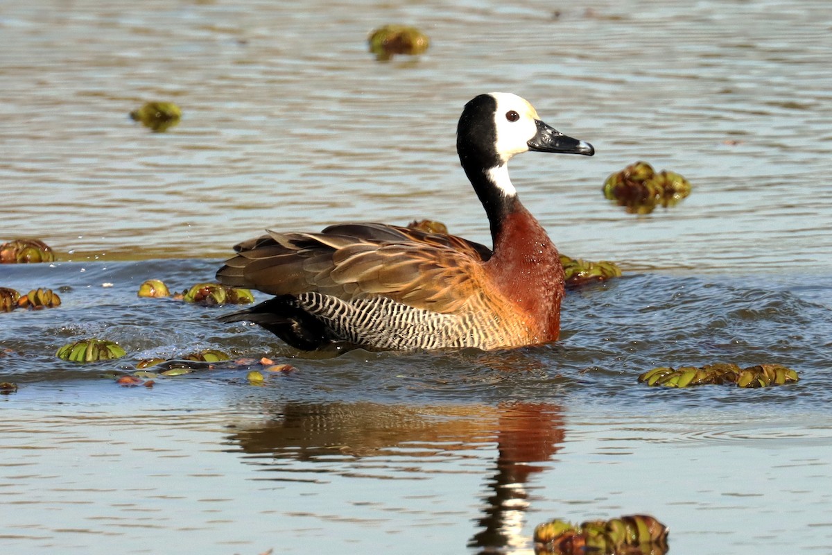 White-faced Whistling-Duck - ML621917791