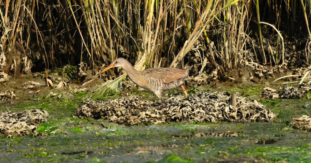 Clapper Rail - ML621917802