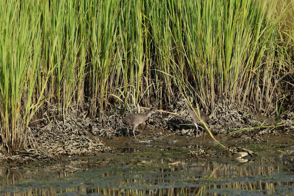 Clapper Rail - ML621917803