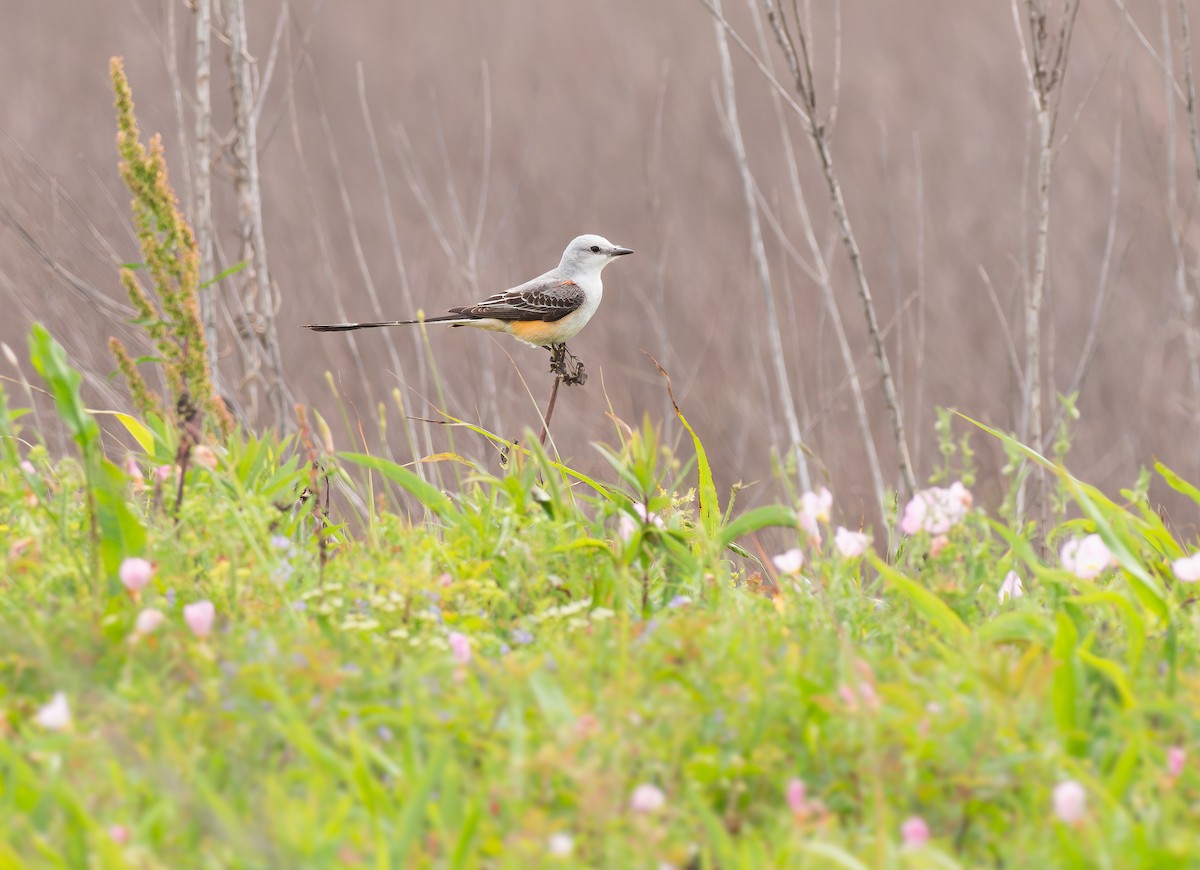 Scissor-tailed Flycatcher - ML621918004