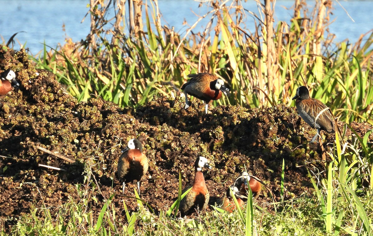 White-faced Whistling-Duck - ML621918006