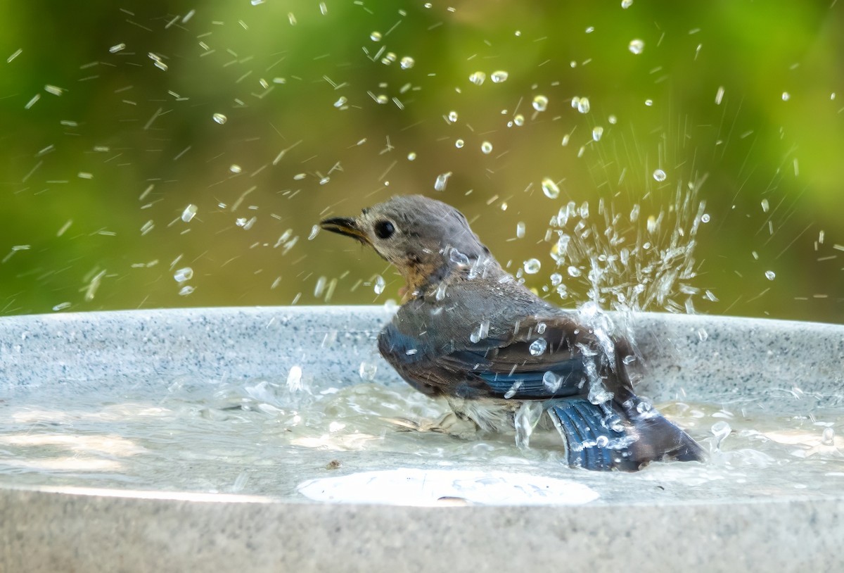 Eastern Bluebird - ML621918009