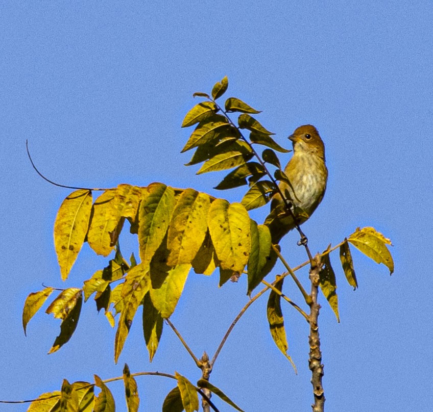 Indigo Bunting - ML621918133