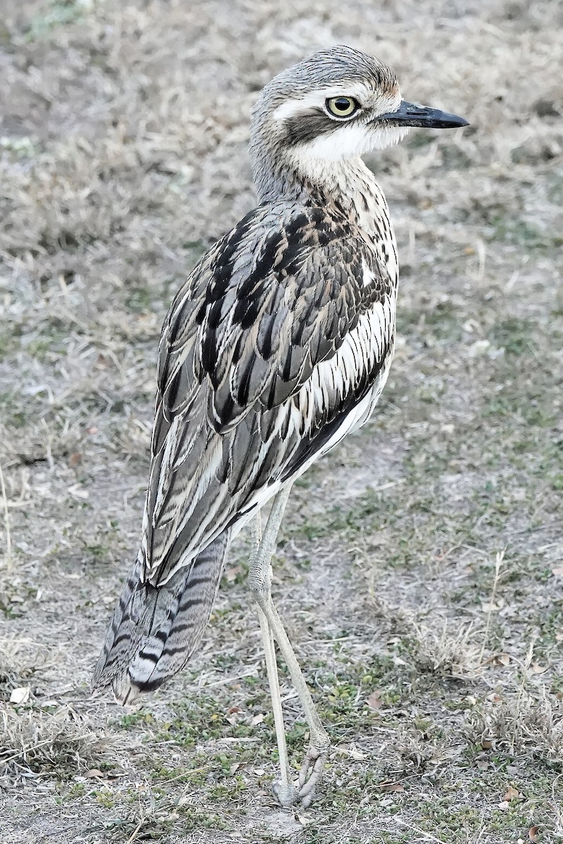 Bush Thick-knee - ML621918225