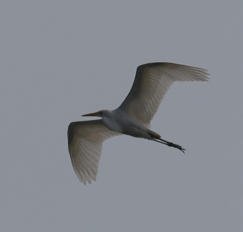 Great Egret - David Nicosia