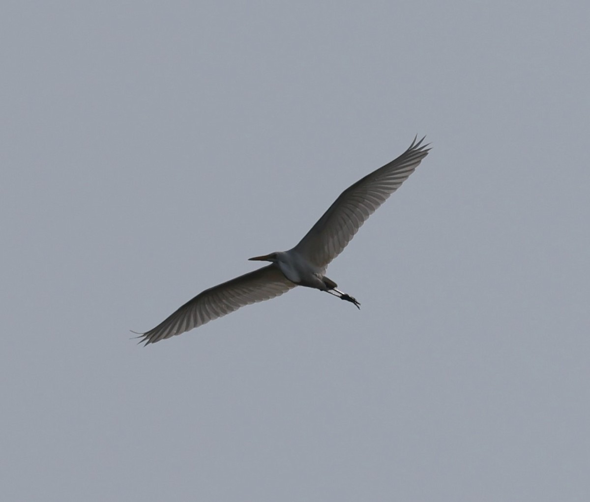 Great Egret - David Nicosia