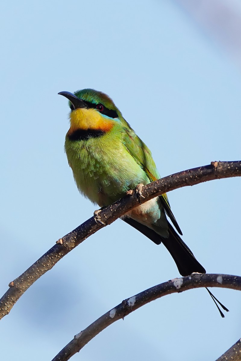 Rainbow Bee-eater - ML621918283