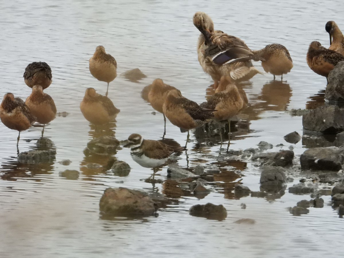 Killdeer - ML621918565