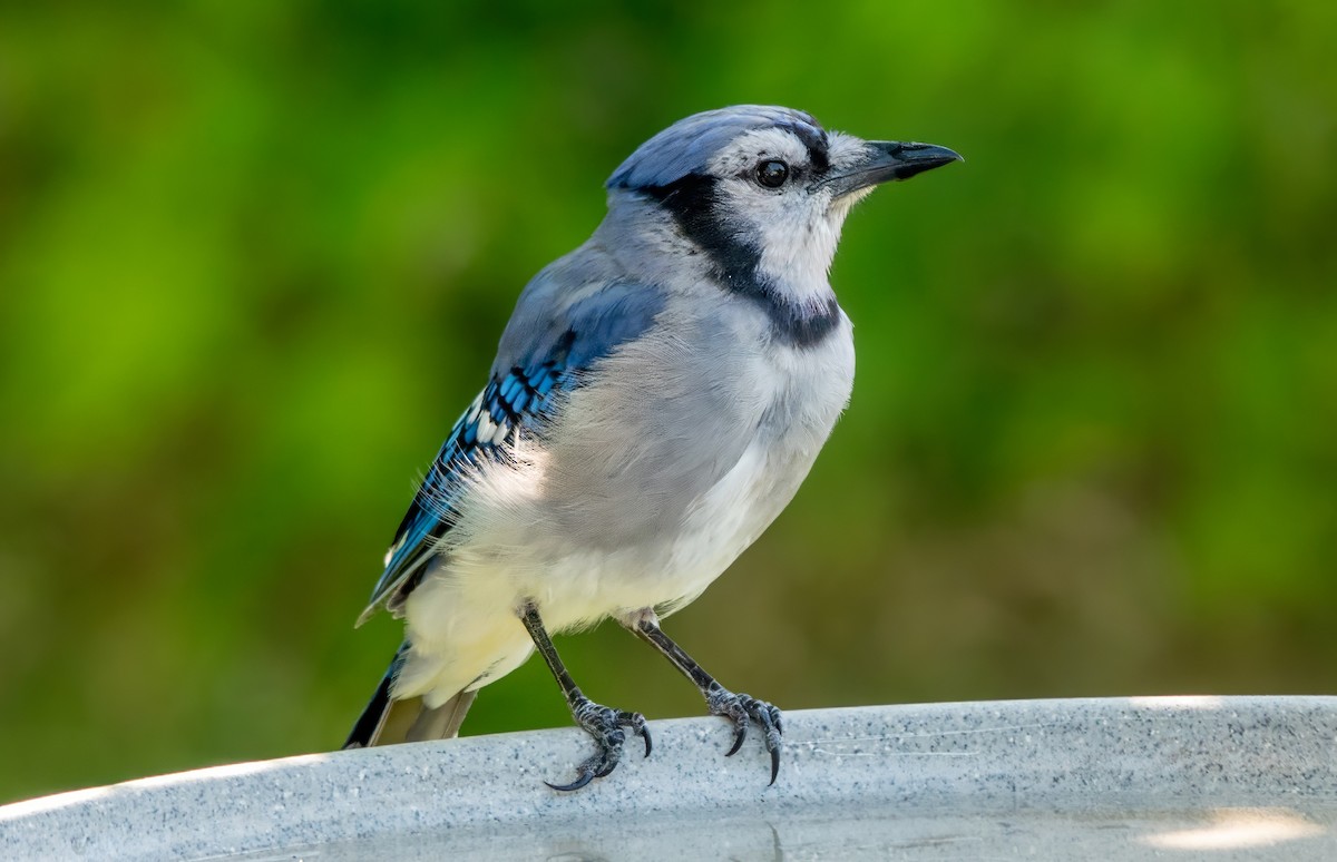 Blue Jay - ML621918621