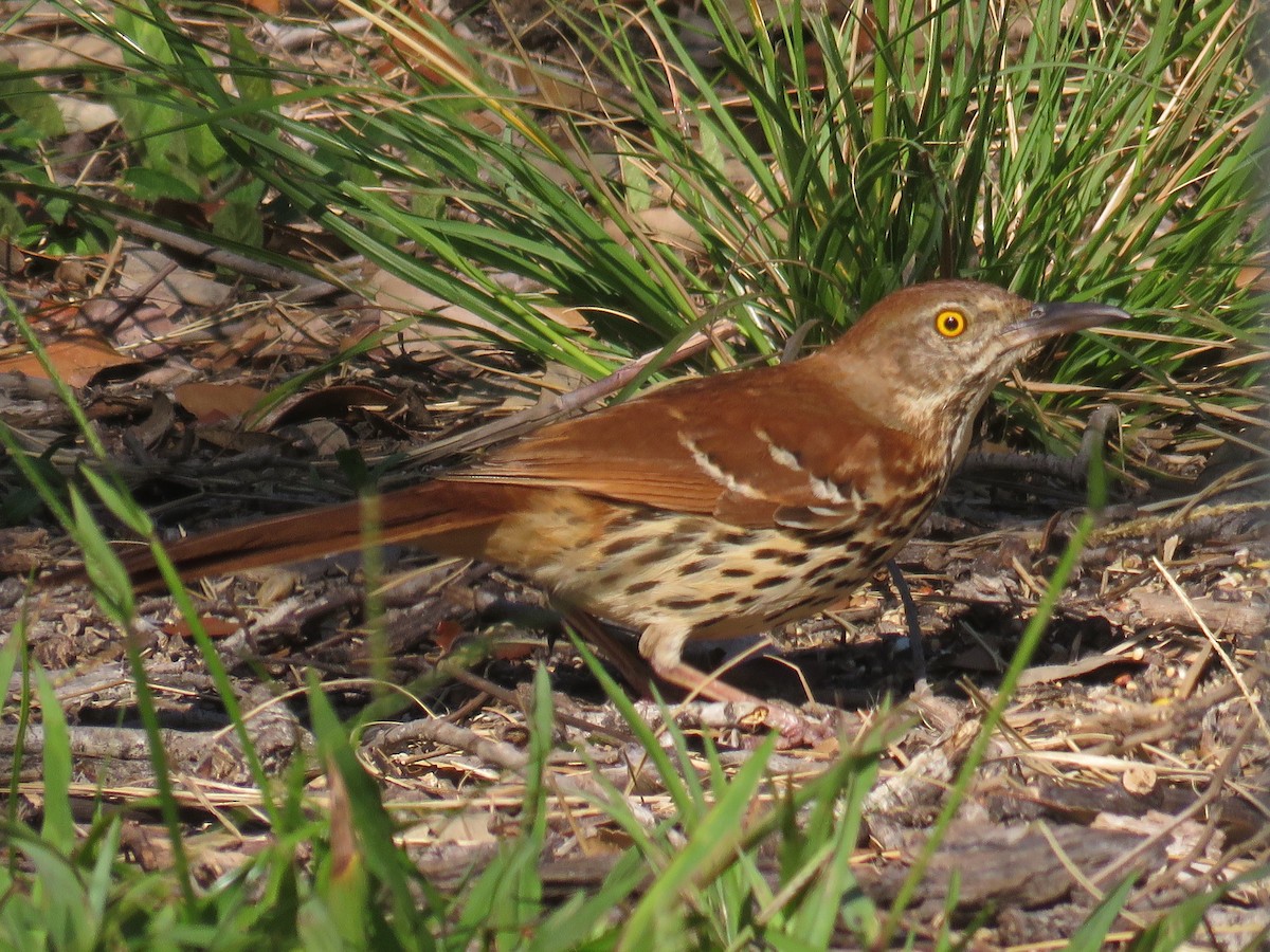 Рыжий пересмешник - ML621918745
