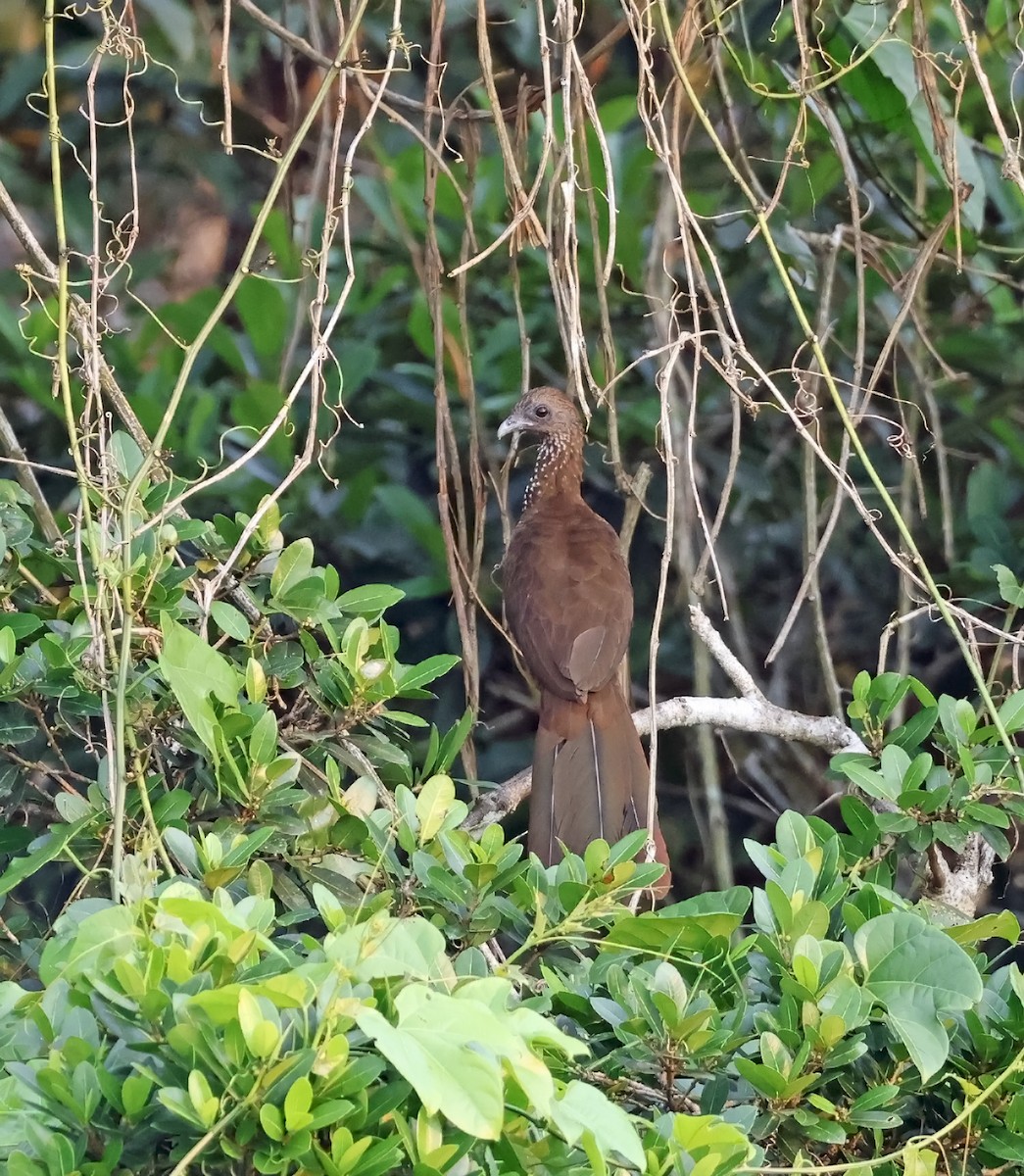 Ebird checklist 13 mar 2024 napo wildlife center 14 species