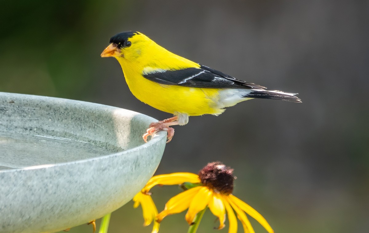 American Goldfinch - ML621918903