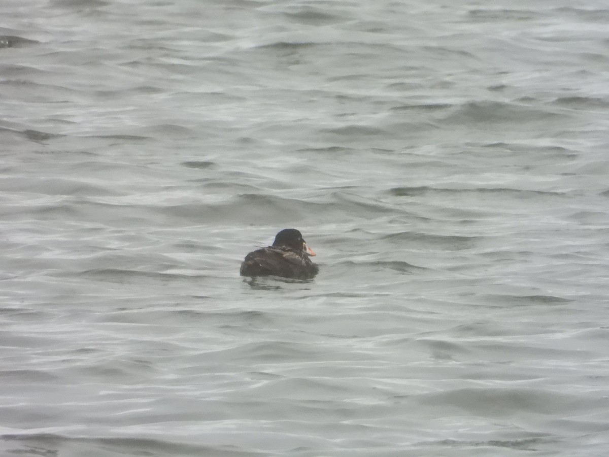 Surf Scoter - Bill Holland