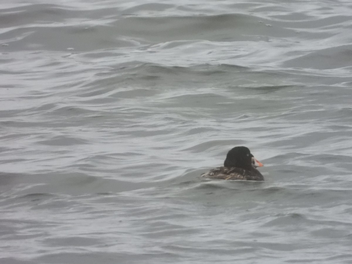 Surf Scoter - ML621919108