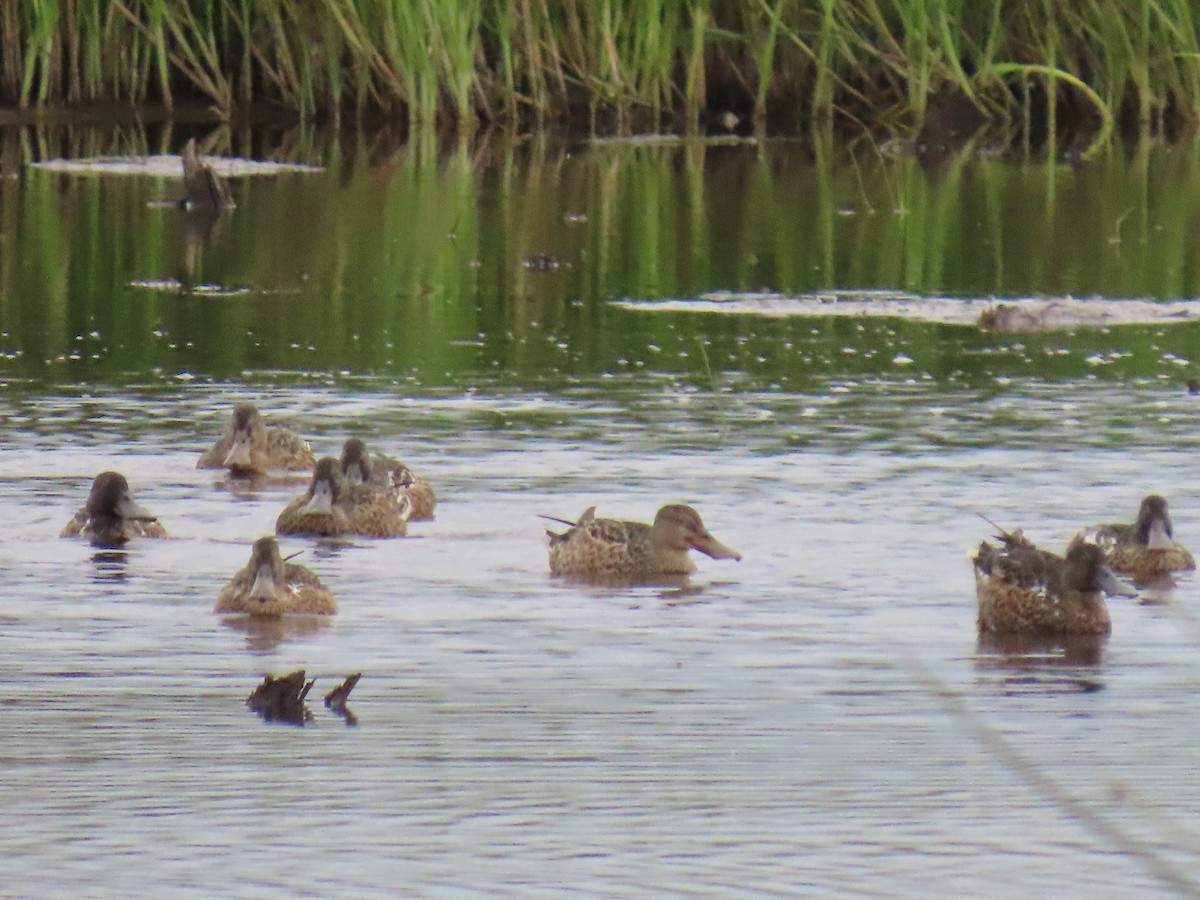 Northern Shoveler - ML621919133