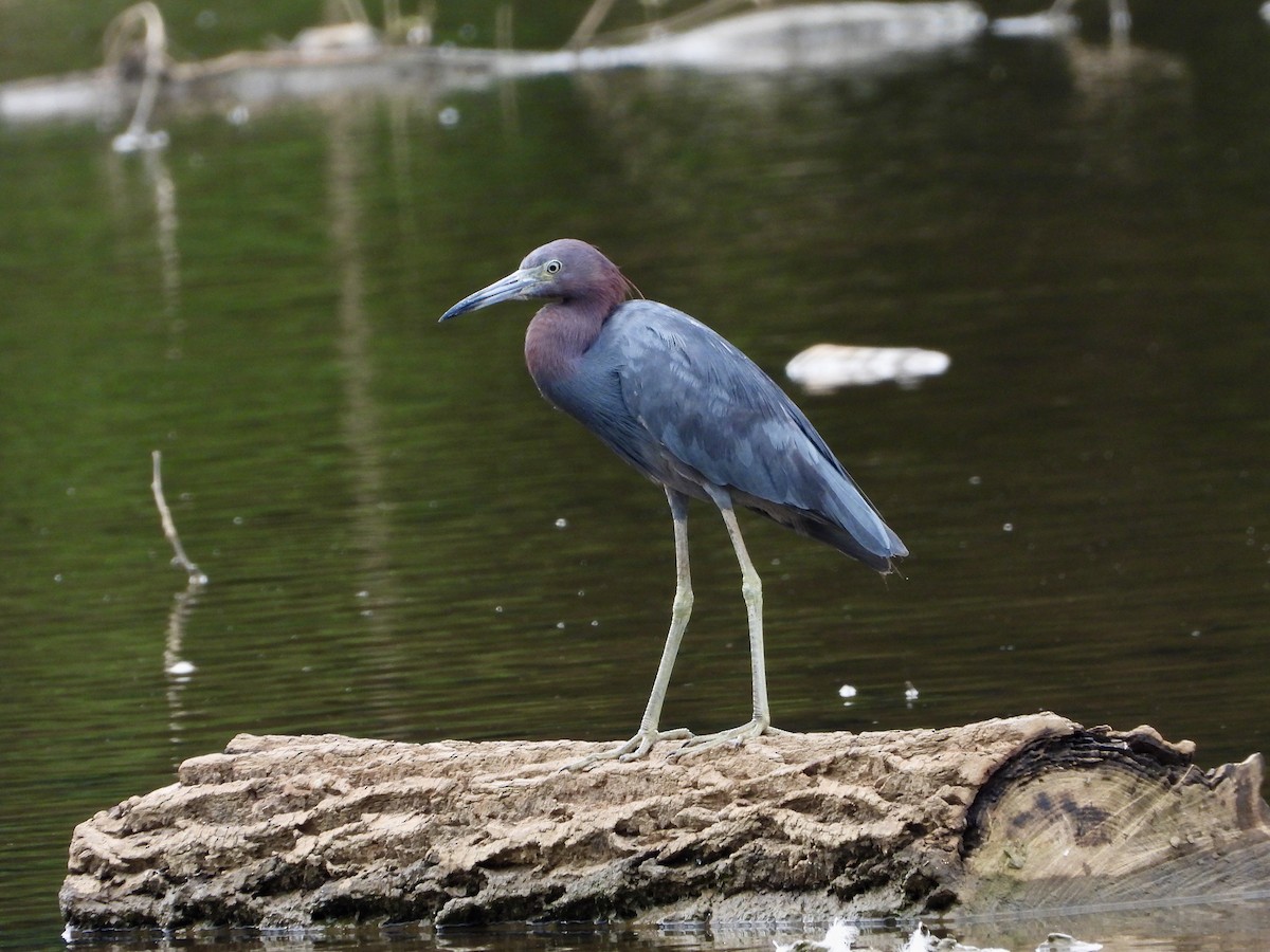 Blaureiher - ML621919164