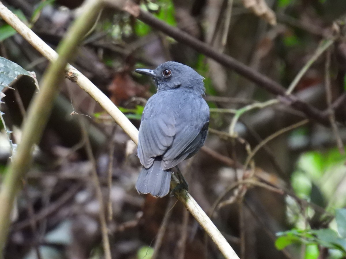 Plumbeous Antvireo - ML621919182