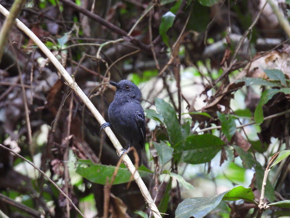 Plumbeous Antvireo - WILLIAM MACIEL