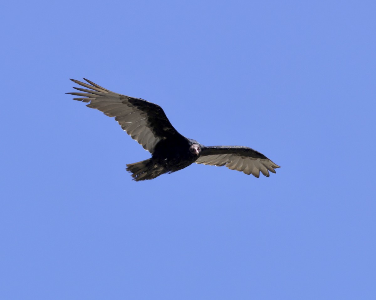 Turkey Vulture - ML621919213