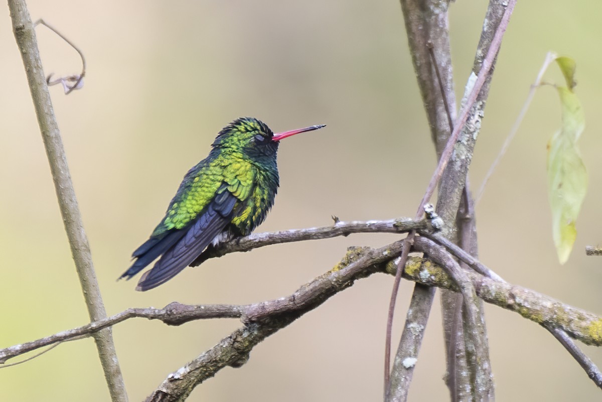 Glittering-bellied Emerald - ML621919244