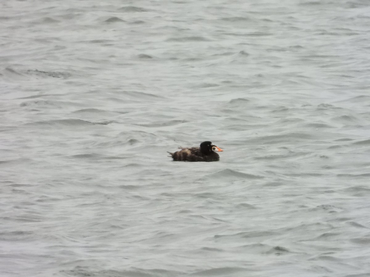 Surf Scoter - ML621919343