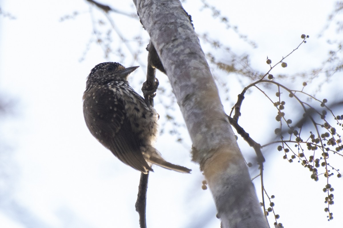 White-wedged Piculet - ML621919377