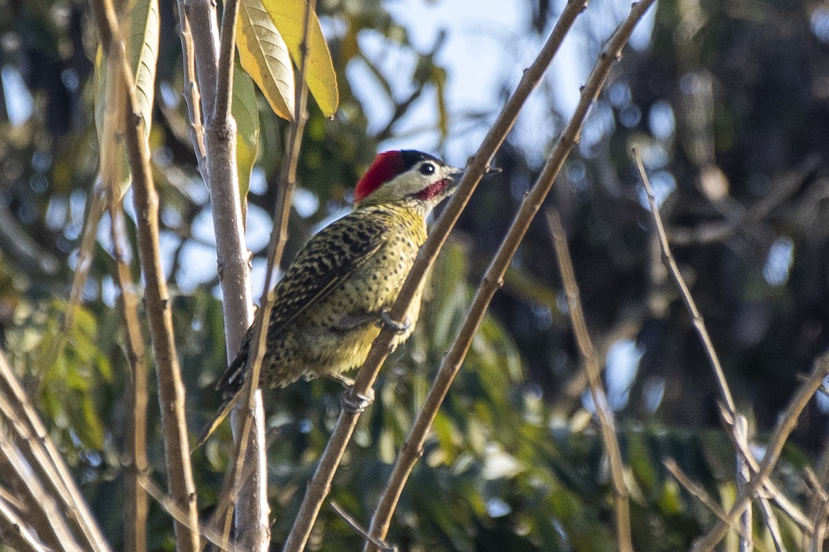 Green-barred Woodpecker - ML621919412