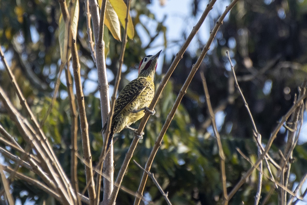 Green-barred Woodpecker - ML621919413