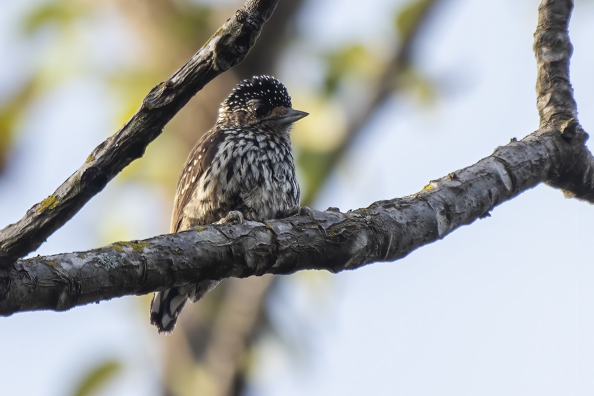 White-wedged Piculet - ML621919428