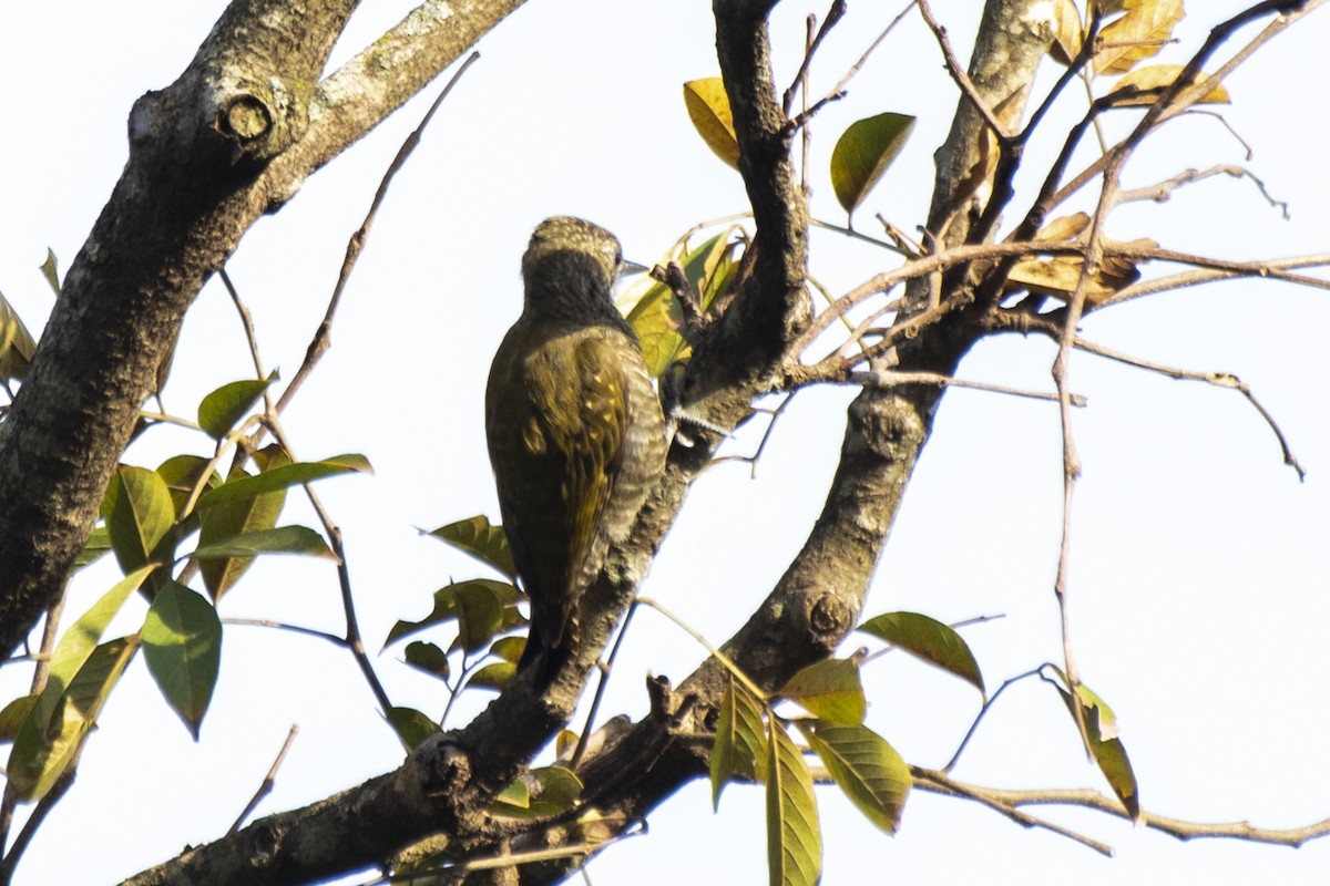 Little Woodpecker - ML621919445