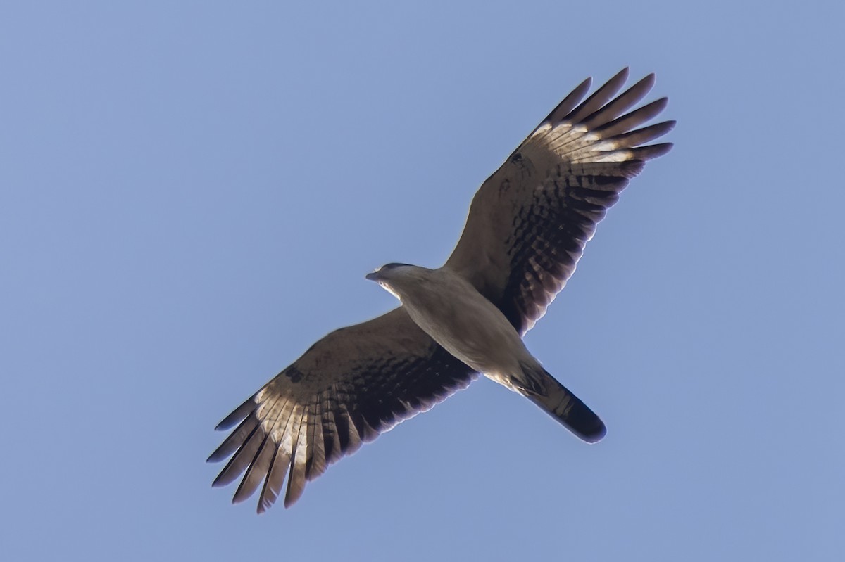 Yellow-headed Caracara - ML621919527