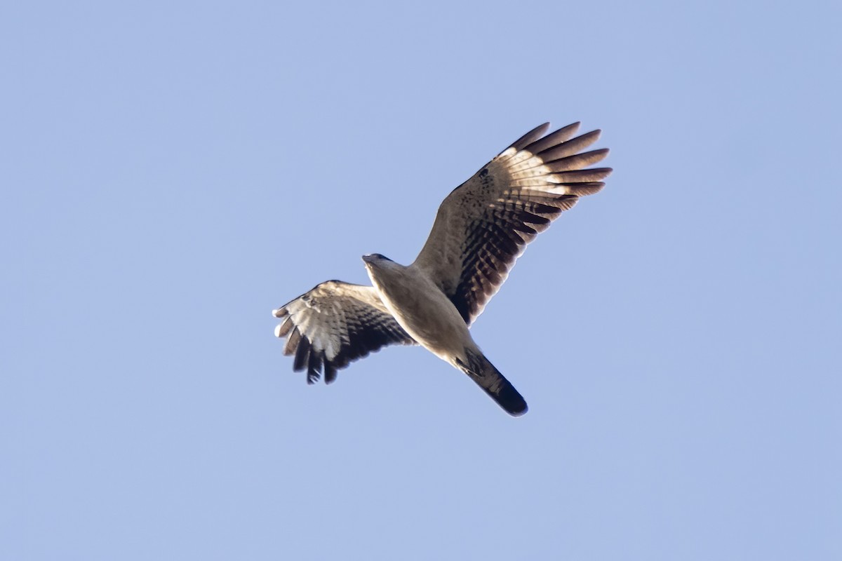 Yellow-headed Caracara - ML621919528