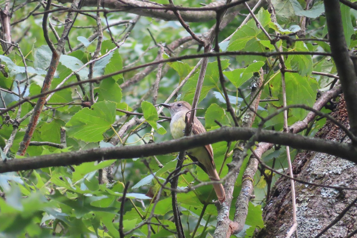 Great Crested Flycatcher - ML621919729