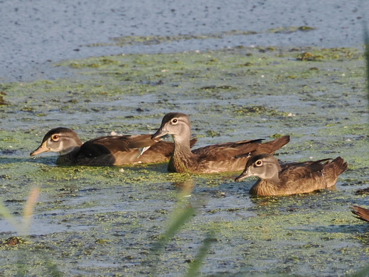 Wood Duck - ML621919757