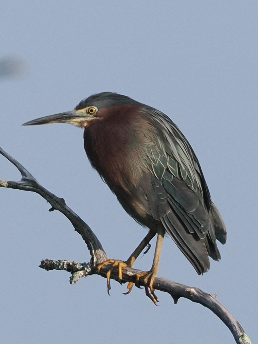 Green Heron - ML621919771