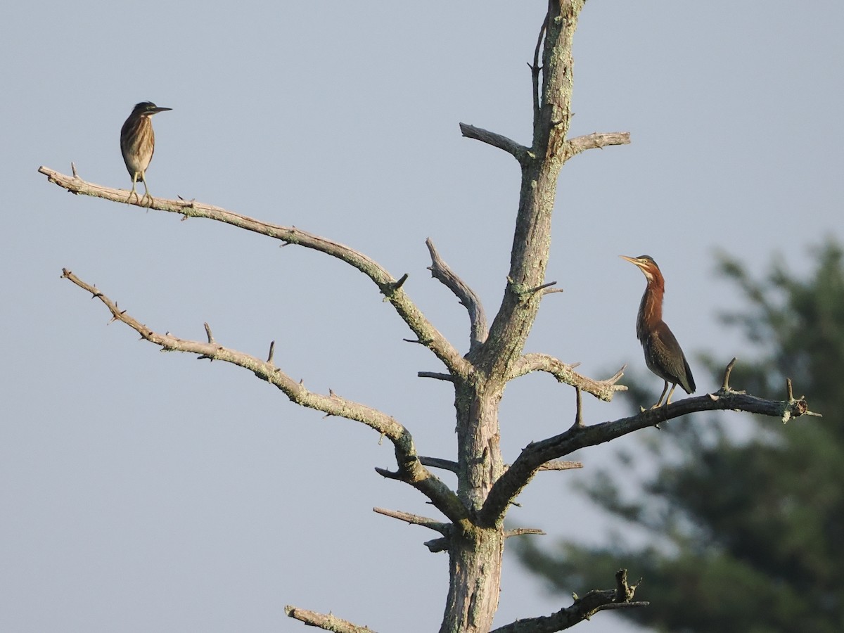 Green Heron - ML621919773