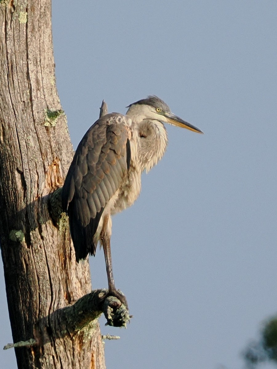 Great Blue Heron (Great Blue) - ML621919783