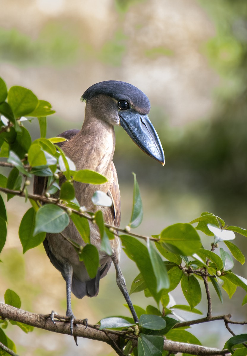 Boat-billed Heron - Mónica Thurman